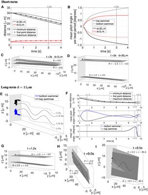 A Computational Study of Hydrodynamic Interactions Between Pairs of Sperm With Planar and Quasi-Planar Beat Forms